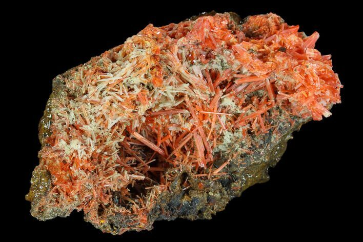 Bright Orange Crocoite Crystal Cluster - Tasmania #117615